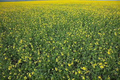 《神之天平外传：幻雾之洞窟》Steam页面上线 发售日期待定